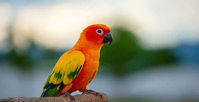 Keunikan Burung Beo: Si Burung Bicara yang Menawan 2024