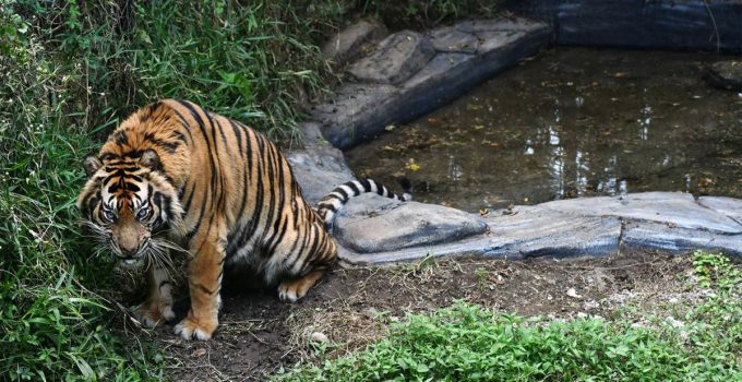 Harimau Sumatra : Simbol Kebanggaan dan Perjuangan Konservasi di Indonesia
