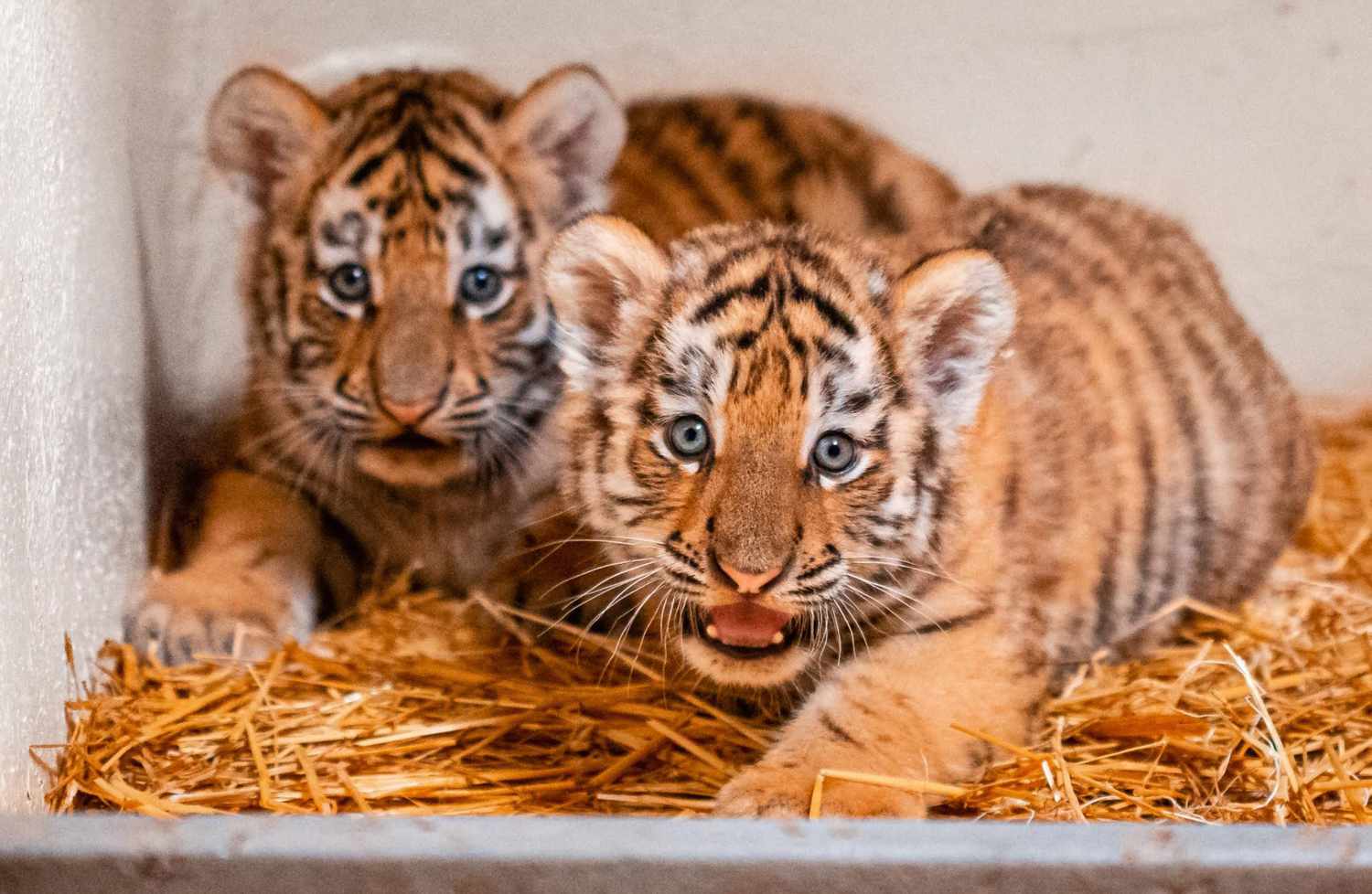 Facing Baby Tigers