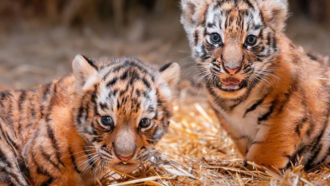 World of Baby Tigers