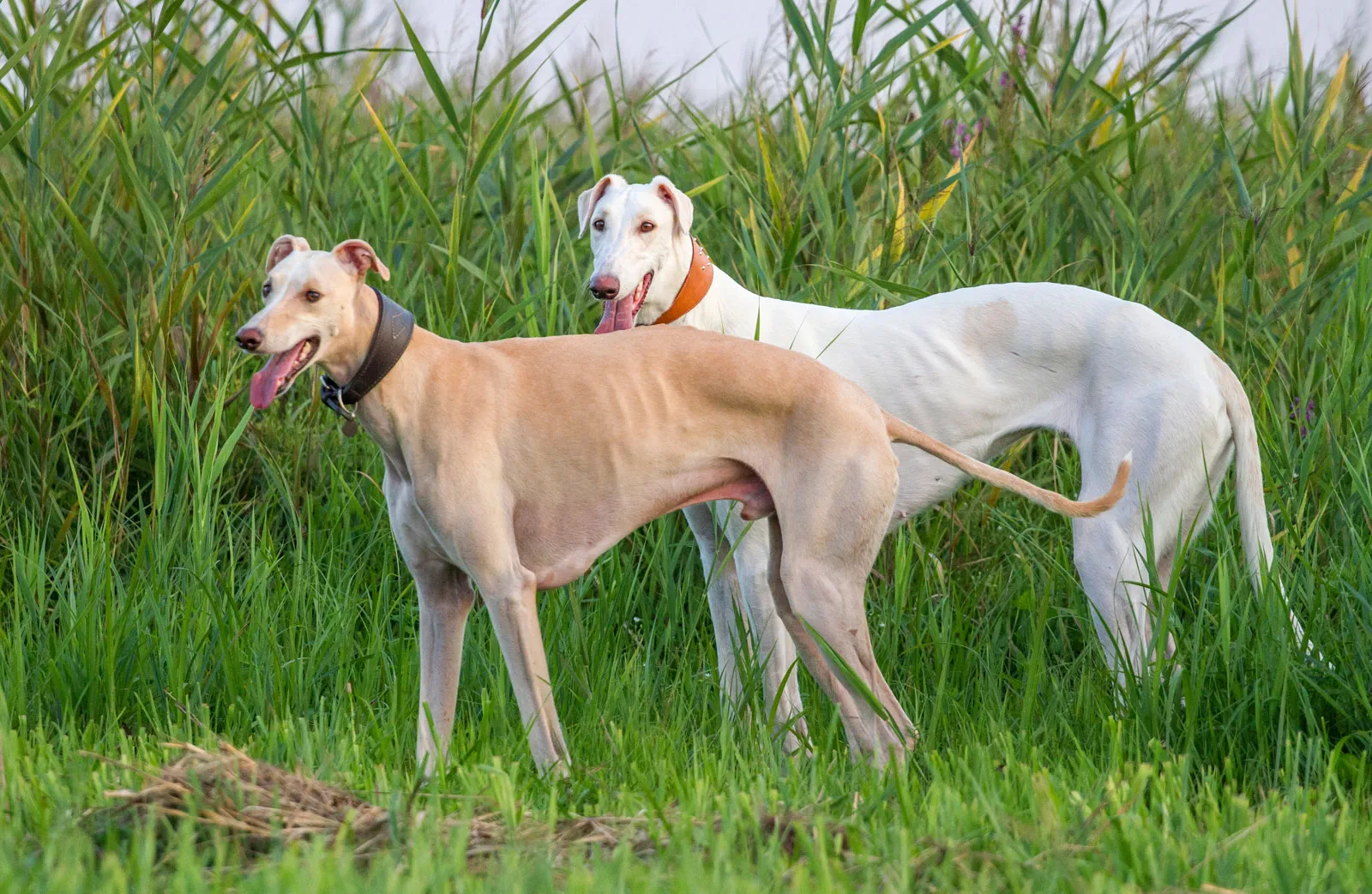Characteristics of the Greyhound Dog