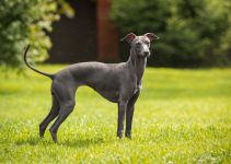 Greyhound Dog: Experience the Grace and Speed of This Elegant Companion