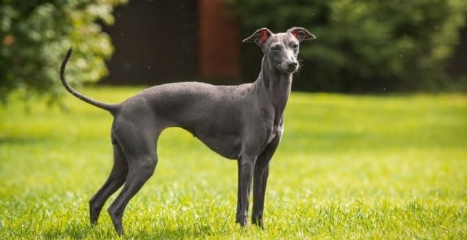 Greyhound Dog: Experience the Grace and Speed of This Elegant Companion