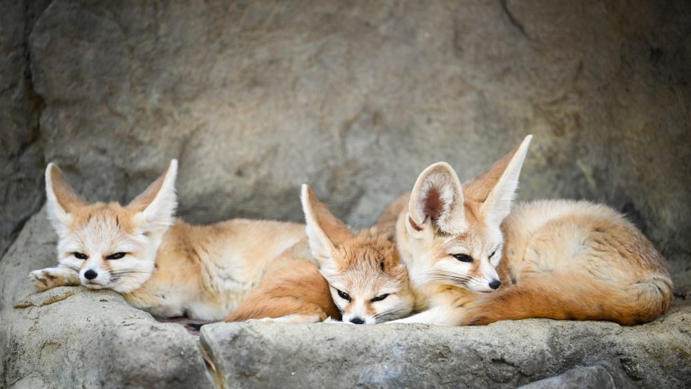 Protecting the Fennec Fox