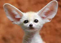 Fennec Fox: Understanding the Smallest Member of the Canid Family