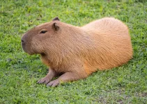 Capybara: Celebrating the Gentle Giant and Social Harmony of the Animal Kingdom