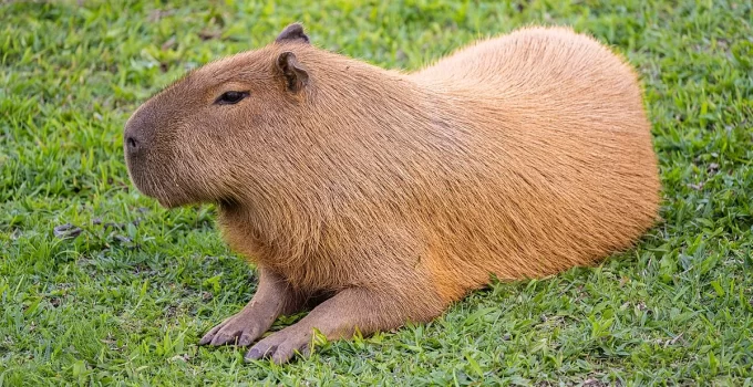 Capybara: Celebrating the Gentle Giant and Social Harmony of the Animal Kingdom