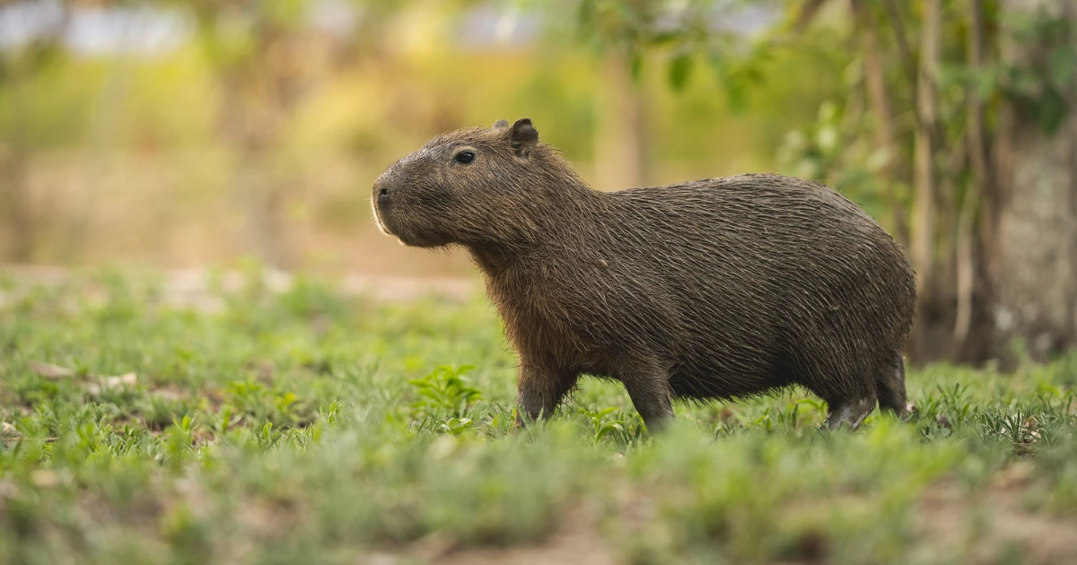 Characteristics of the Capybara