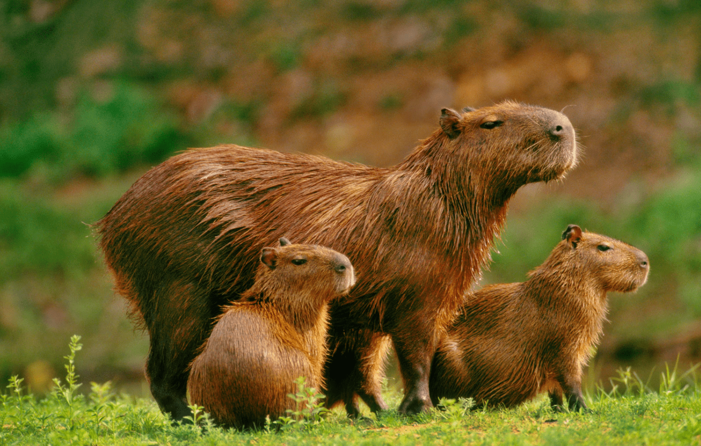 Conservation of the Capybara