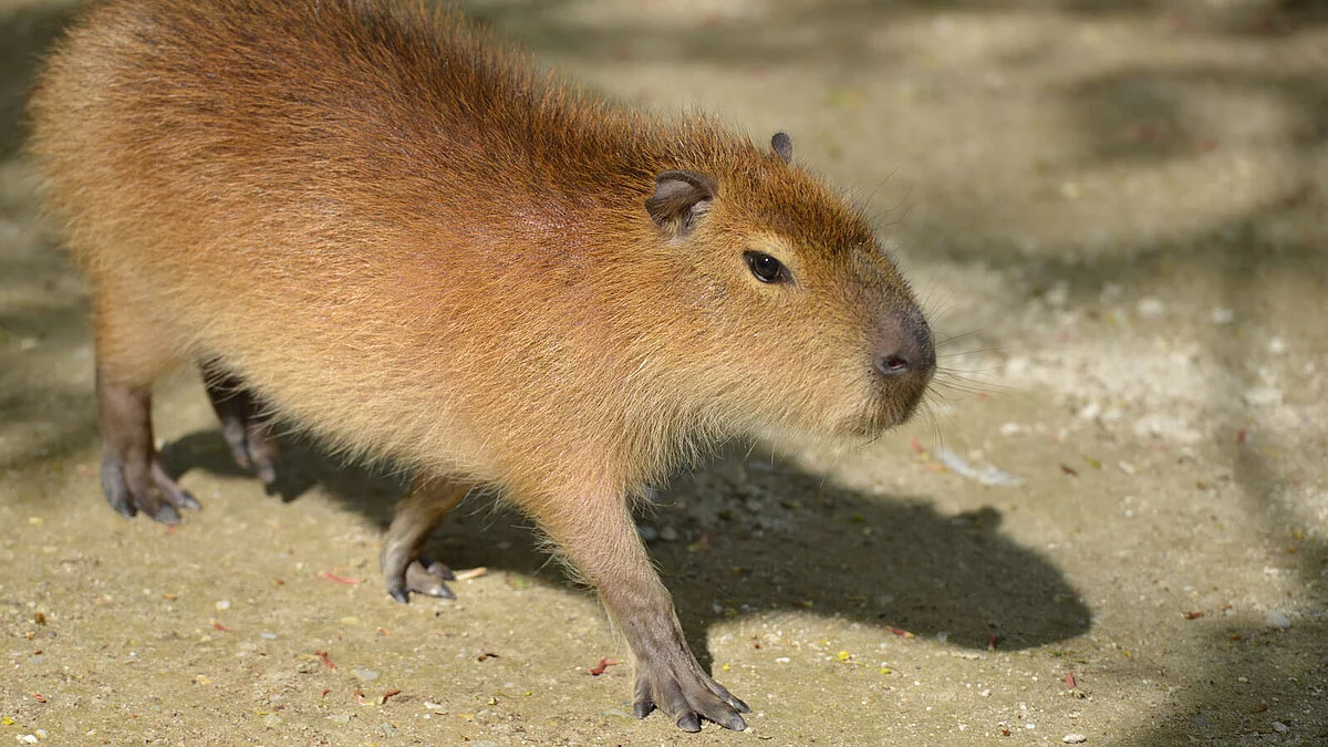 Harmony of the Capybara