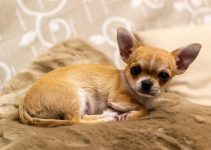 Anjing Chihuahua: Karakteristik dan Popularitasnya sebagai Hewan Peliharaan