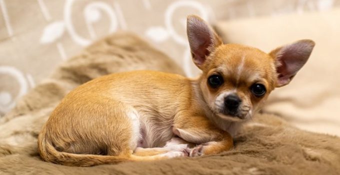 Anjing Chihuahua: Karakteristik dan Popularitasnya sebagai Hewan Peliharaan