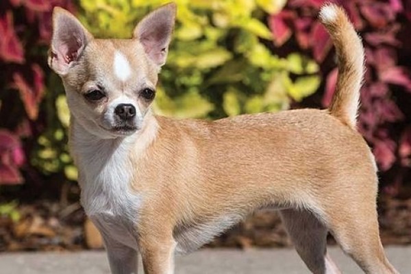 Anjing Chihuahua