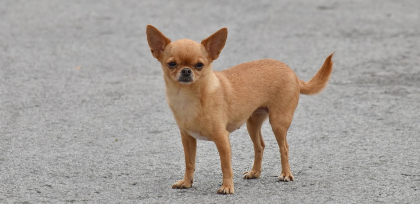 Anjing Chihuahua