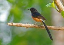 Copsychus malabaricus: Discover the Fascinating White-Rumped Shama