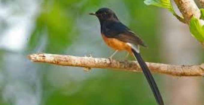 Copsychus malabaricus: Discover the Fascinating White-Rumped Shama