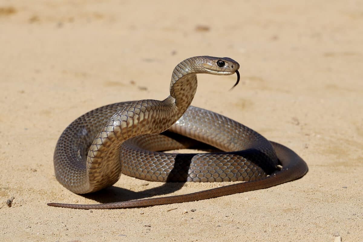 Eastern Brown Snake basking under the sun on a rocky surface 