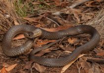 Eastern Brown Snake: Deadly, Fast, and Absolutely Vital