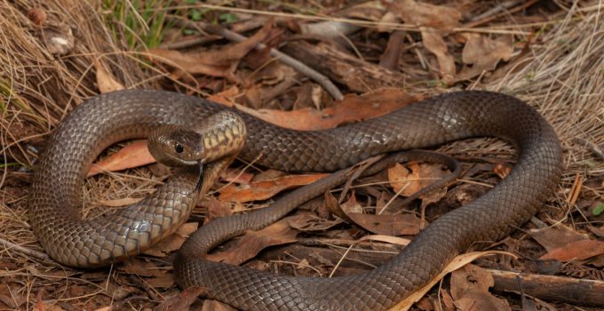 Eastern Brown Snake: Deadly, Fast, and Absolutely Vital