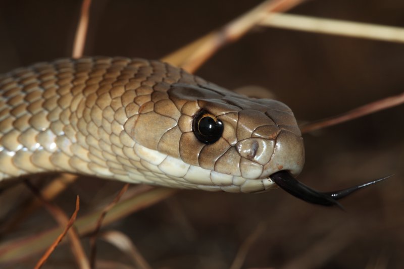 Eastern Brown Snake slithering through an Australian bushland 