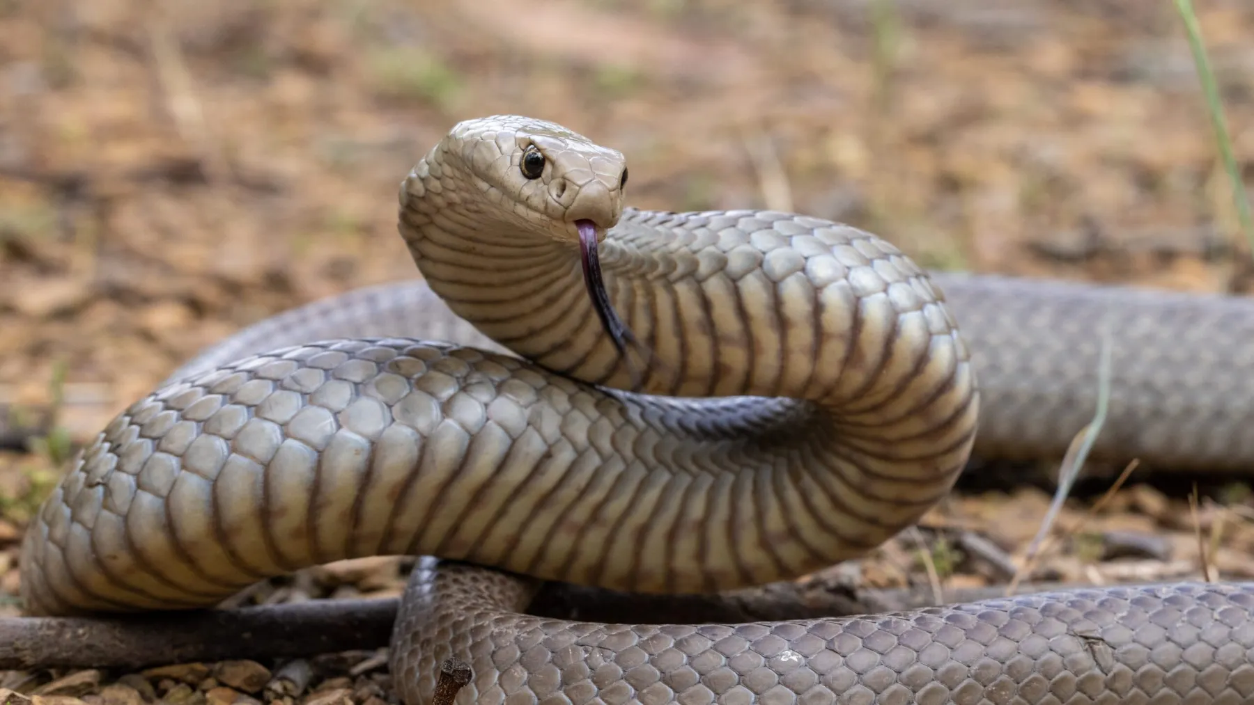 Close-up of the Eastern Brown Snake’s sleek brown scales 