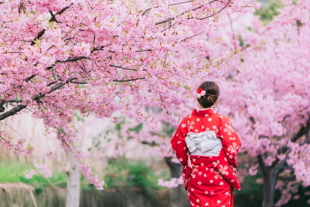 Wisata Sakura