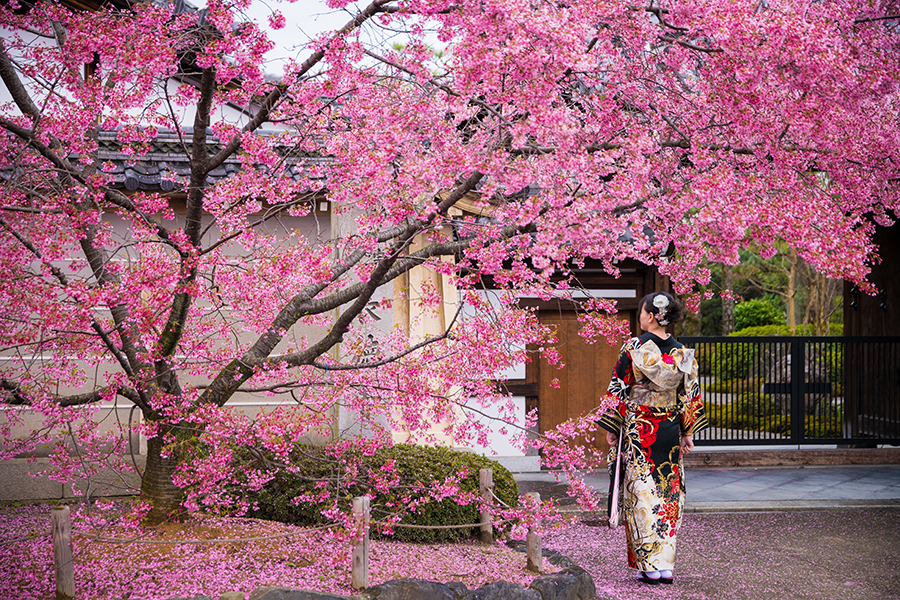 Wisata Sakura