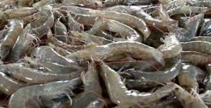 Udang Tambak: Keunggulan, Tantangan, dan Prospek Masa Depan