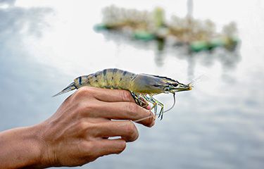 udang tambak