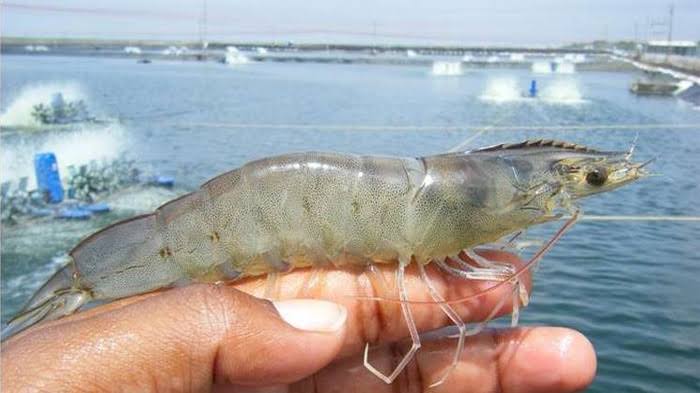 udang tambak