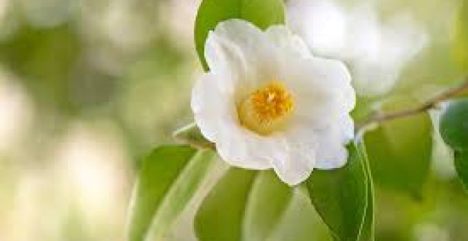 Camellia sinensis: Tanaman yang Mengubah Tradisi dan Kesehatan Dunia