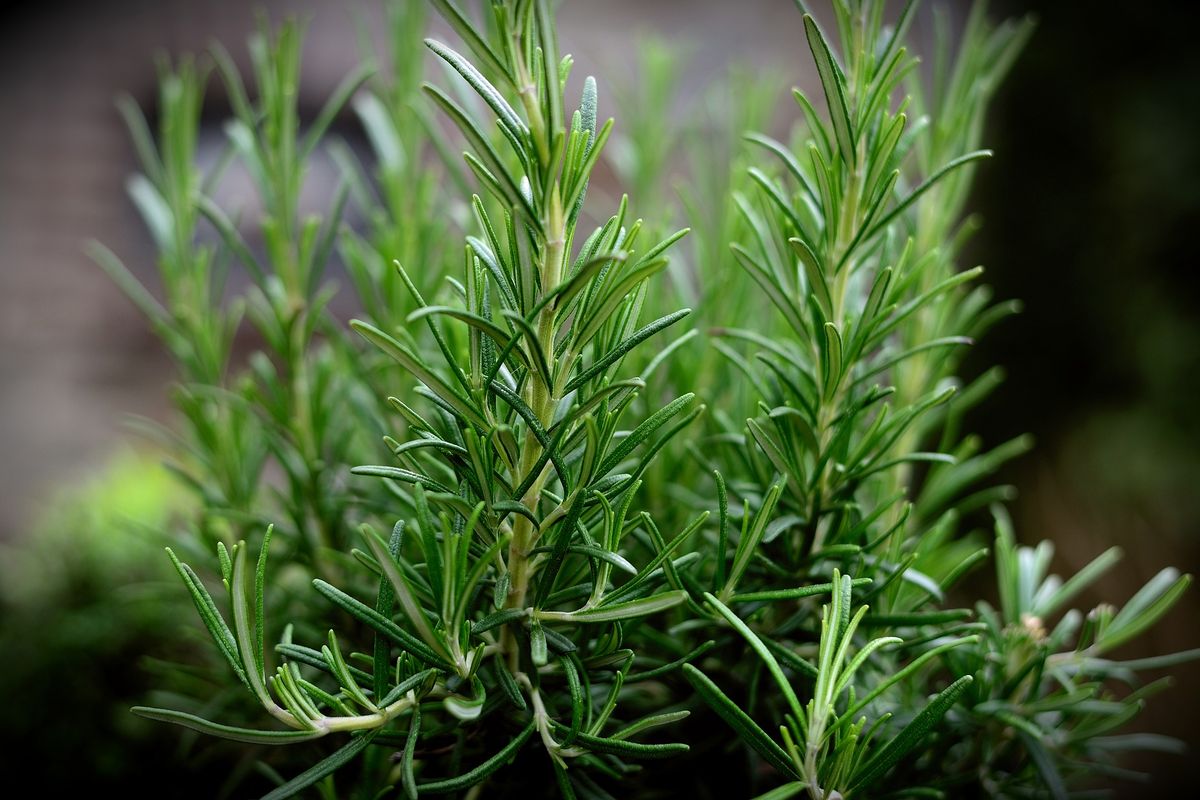 Rosemary