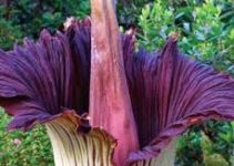 Amorphophallus Titanum: Tanaman Raksasa yang Memikat dengan Bau Bangkai