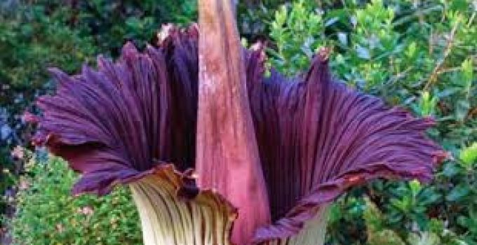 Amorphophallus Titanum: Tanaman Raksasa yang Memikat dengan Bau Bangkai