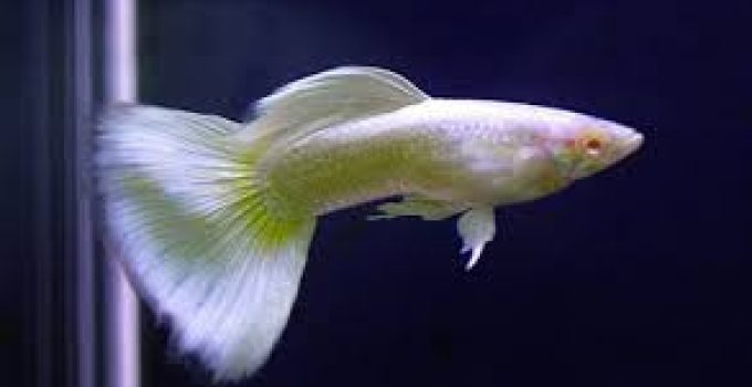 Guppy Platinum: Pesona Elegan Ikan Hias yang Menawan