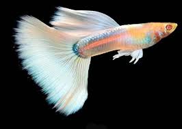 Guppy Platinum