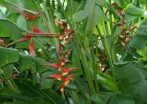 Heliconia colinsiana: Bunga Tropis dengan Keindahan yang Tak Terlupakan