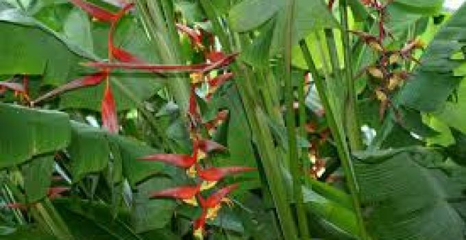 Heliconia colinsiana: Bunga Tropis dengan Keindahan yang Tak Terlupakan