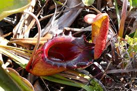 Nepenthes Rajah