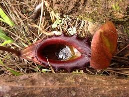 Nepenthes Rajah